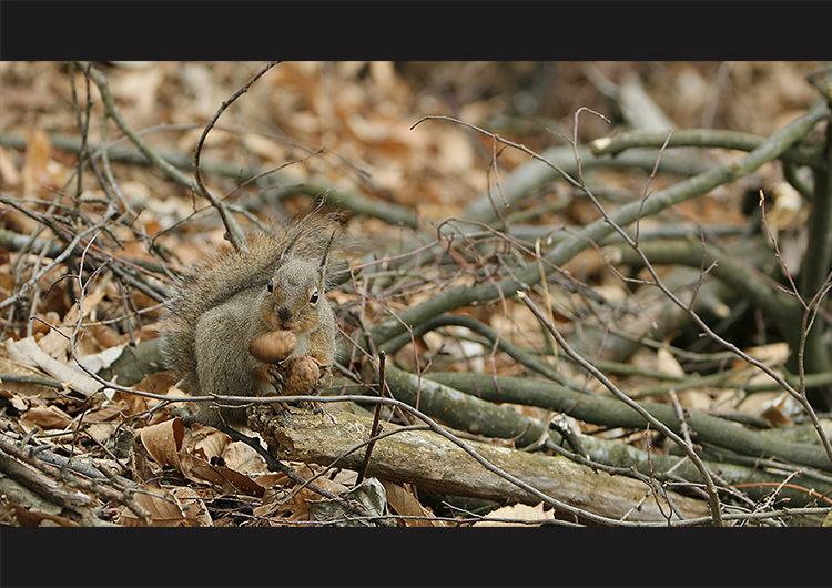 eos-1d-x-mark-ii-4k-frame-grab
