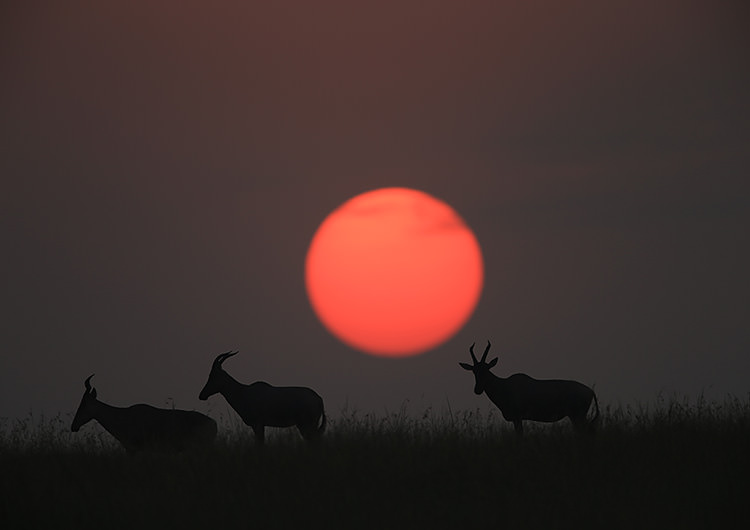 Super Telephoto Lens Techniques – Wildlife Silhouettes Against the Sun