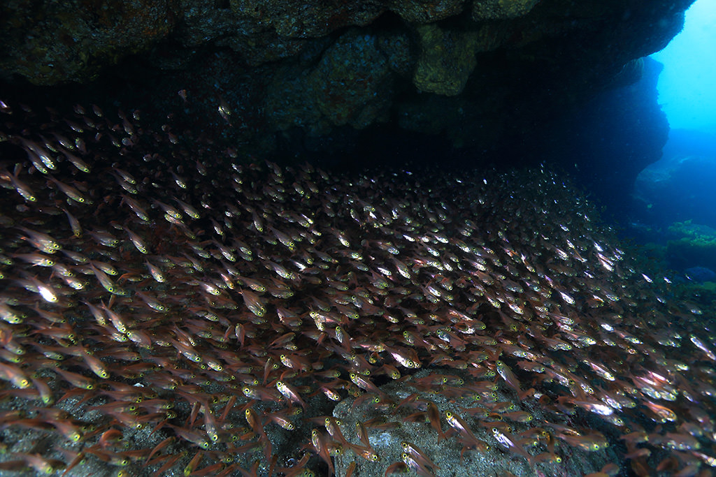 Underwater shot where fish appear red