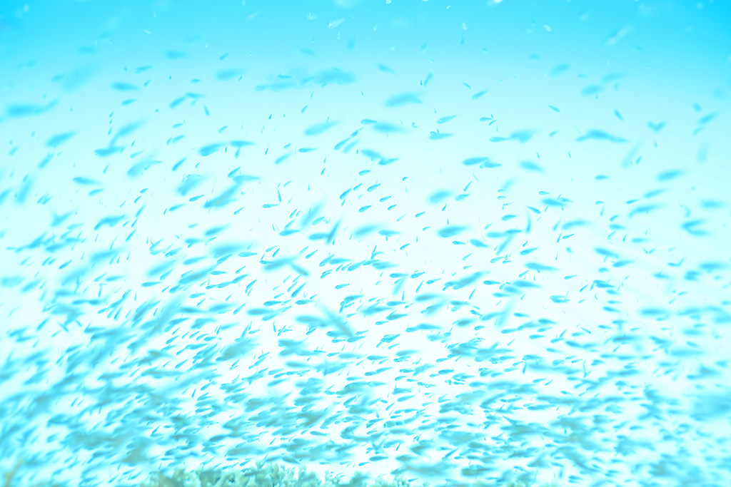 Underwater shot where fish look like crayon marks