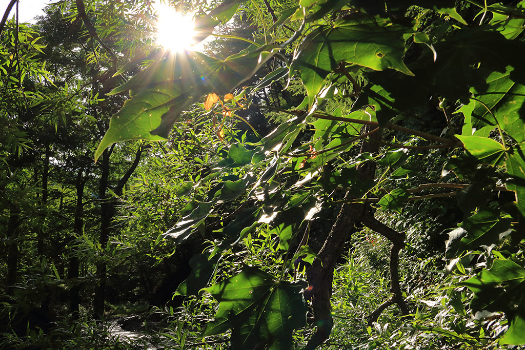 Starburst di antara cabang pohon