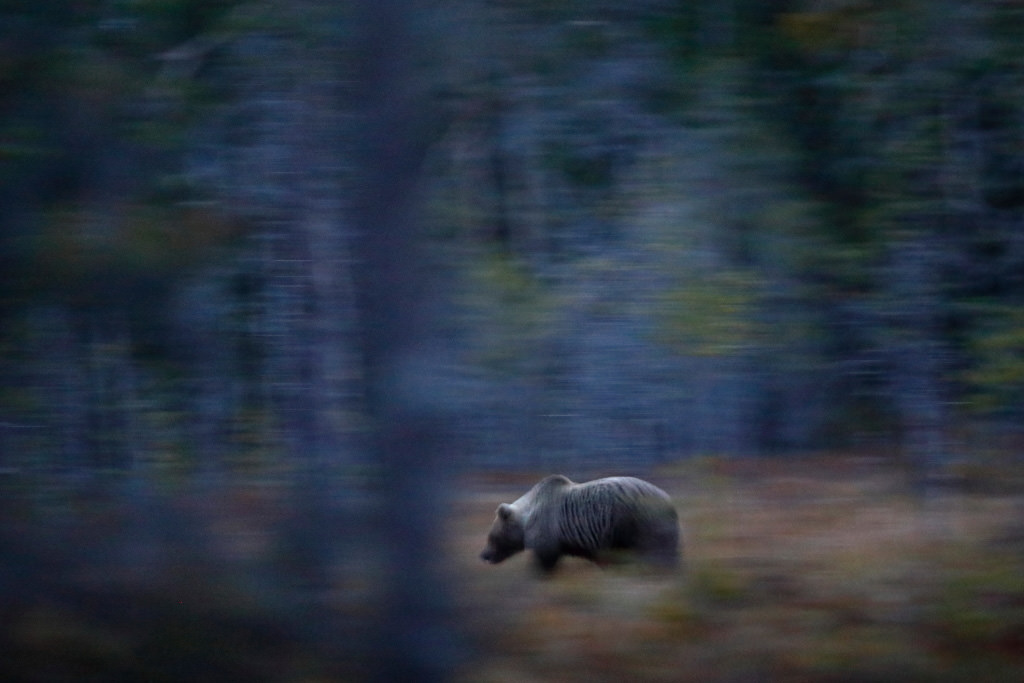 Beruang di Finlandia, dibidik 13 menit setelah matahari terbenam dengan EOS 5D Mark IV