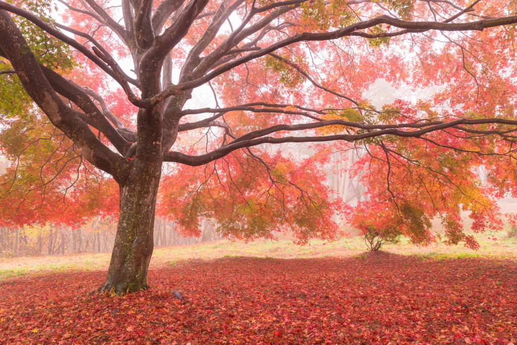 Pepohonan maple pada musim gugur, dibidik dengan lensa EF24-70mm f/2.8L II USM