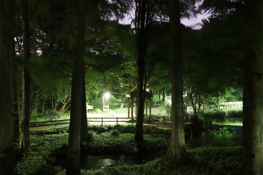 Fotografi lanskap (hutan), dibidik dengan EOS 6D Mark II