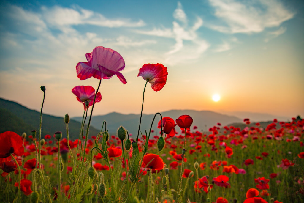 Translucent poppies, shot with the EOS 5D Mark III