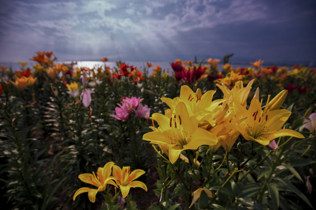 Failed shot of lilies (early evening)