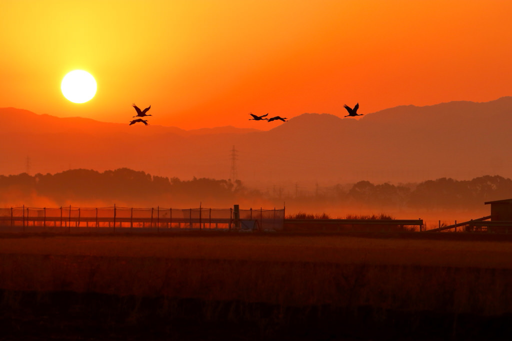 Hooded cranes against rising sun. Shot with EF70-300mm f/4-5.6 IS II USM