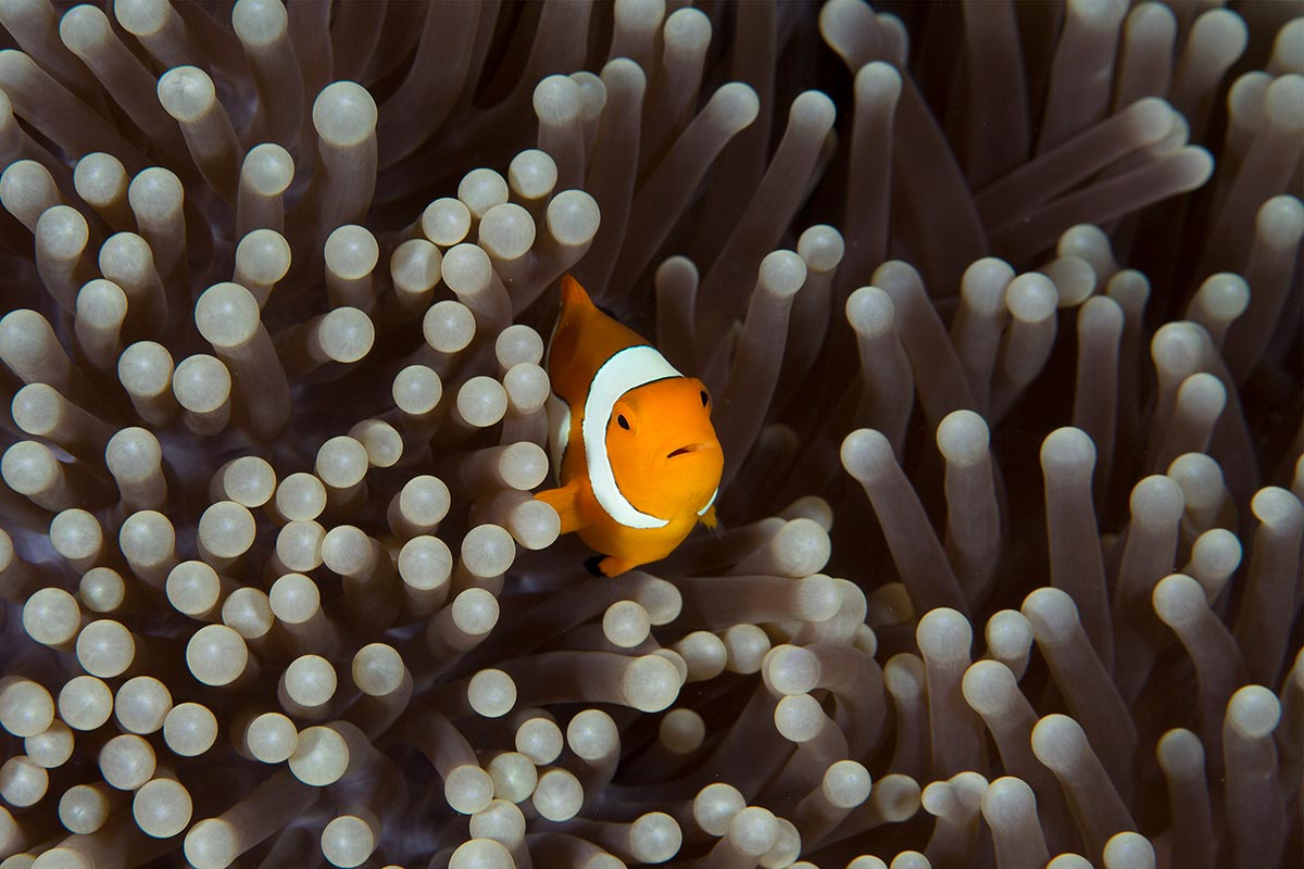 underwater destination in indonesia