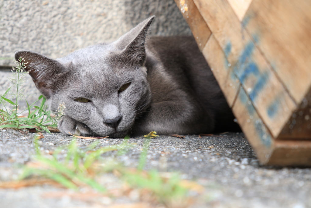 Cat, street photography, PowerShot G1 X Mark III