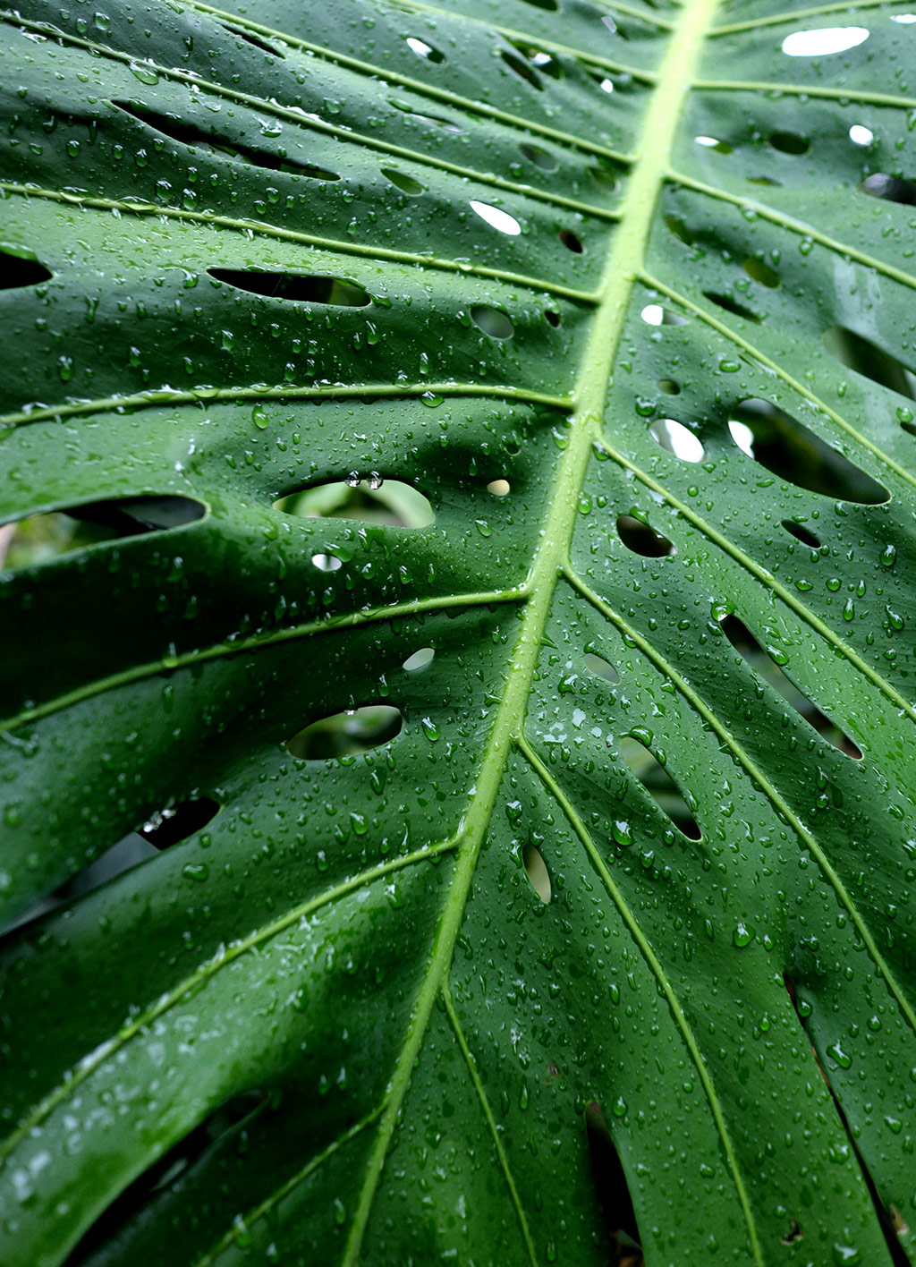 close up photo of leave using EOS M5