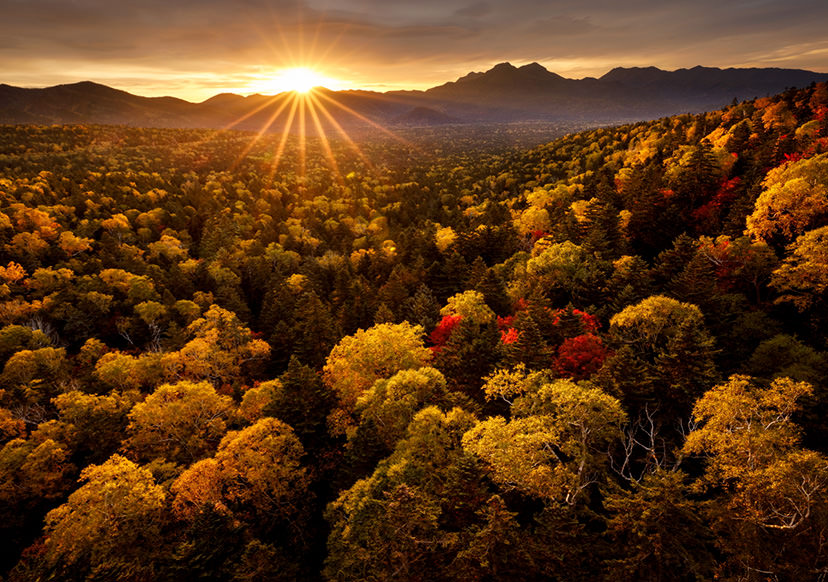 Starburst over forest landscape