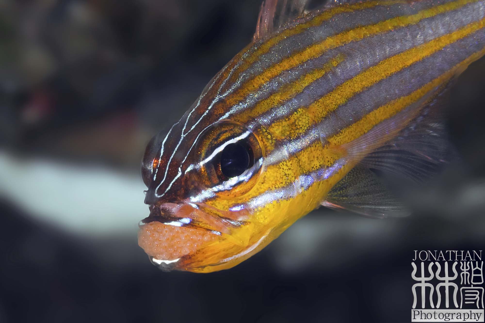 extreme close up of fish eggs in fish lips