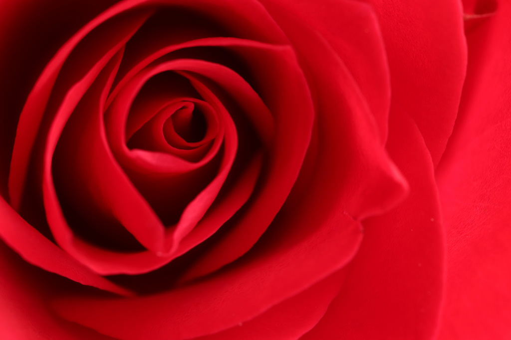 Macro photo of a rose