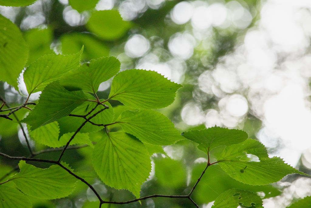 Lá cây với vòng tròn bokeh