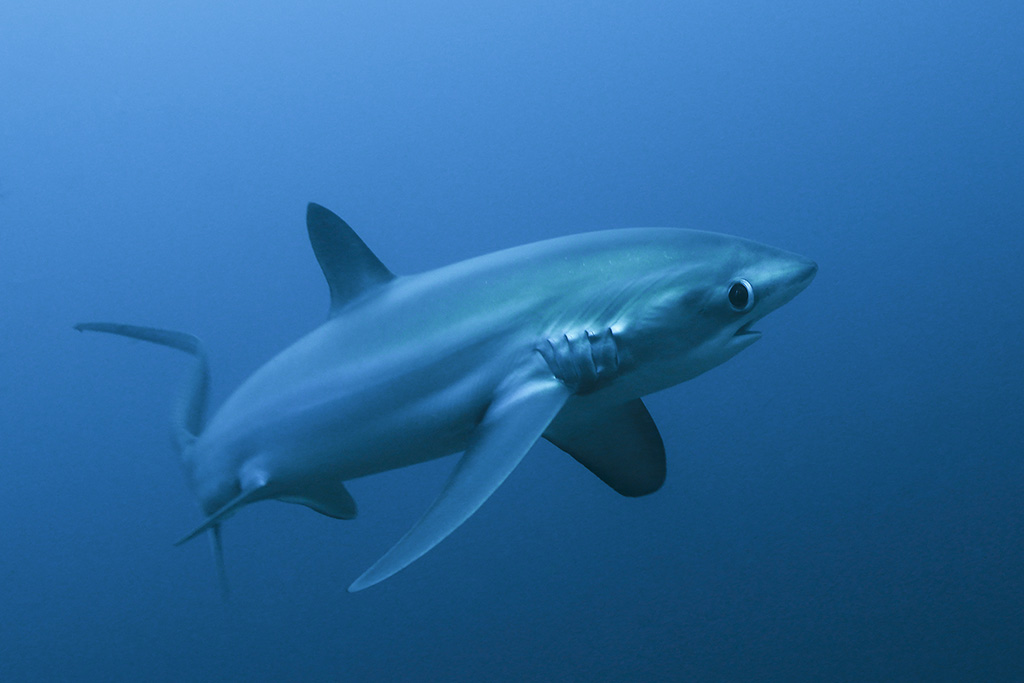 william tan thresher shark
