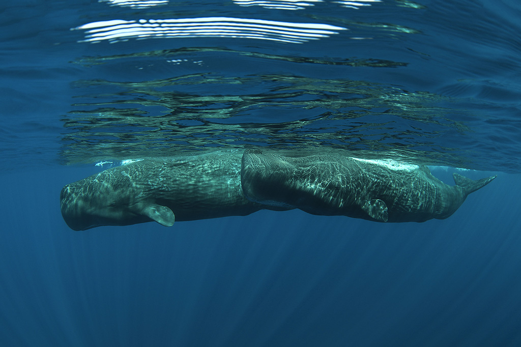 william tan sperm whales