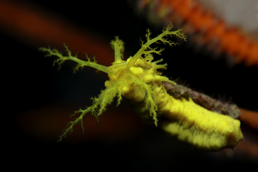 william tan close up macro