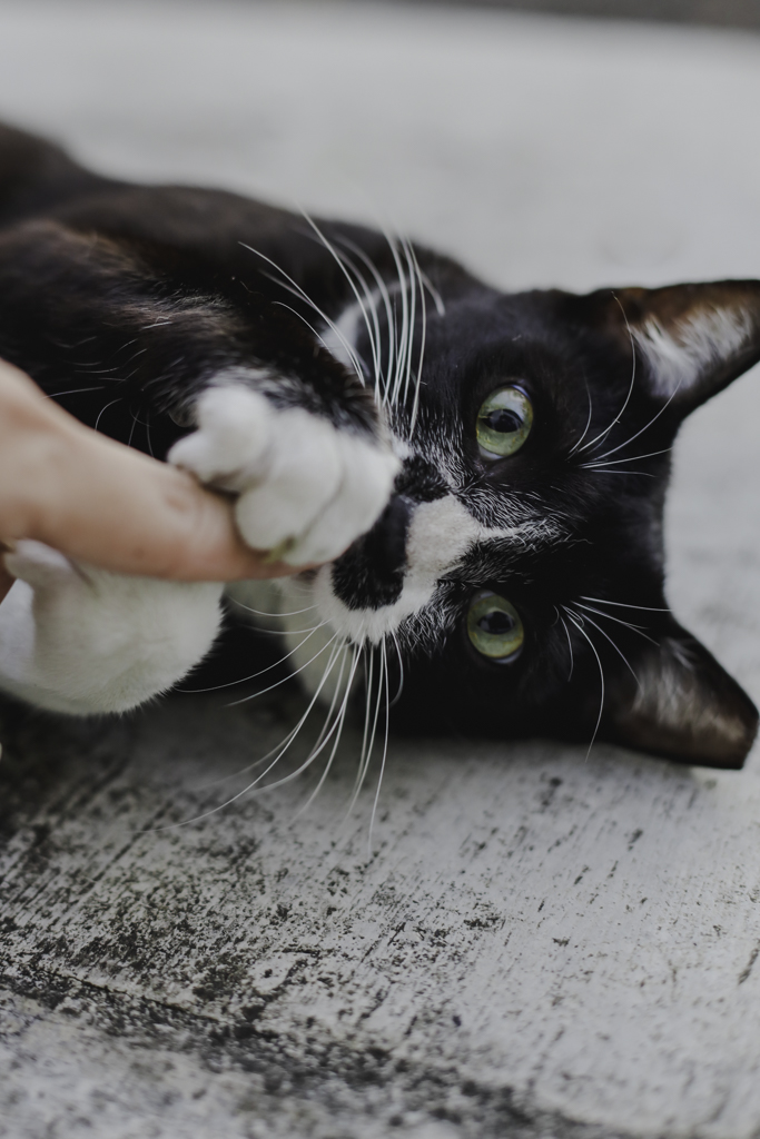 black and white cat playing