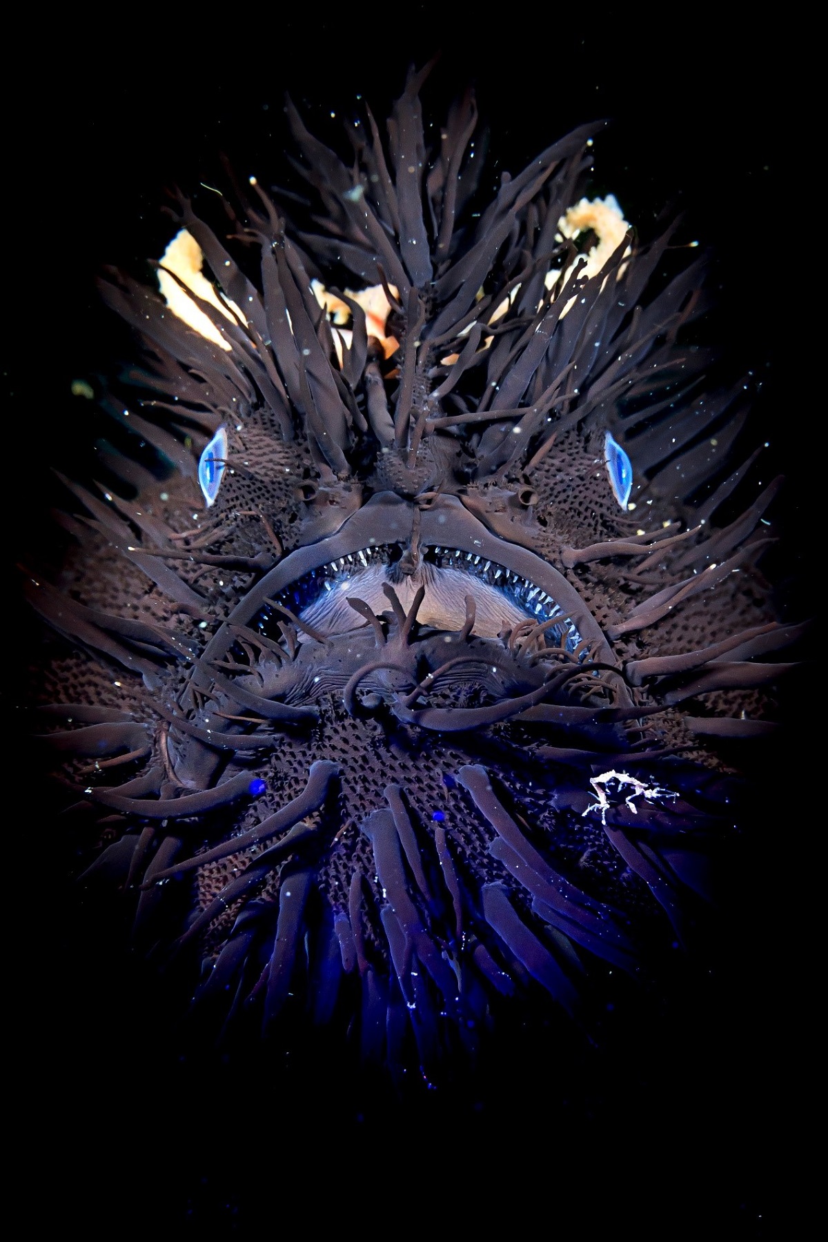 Photo of a hairy frogfish shot on Canon EOS-1DX Mark II by Ace Wu