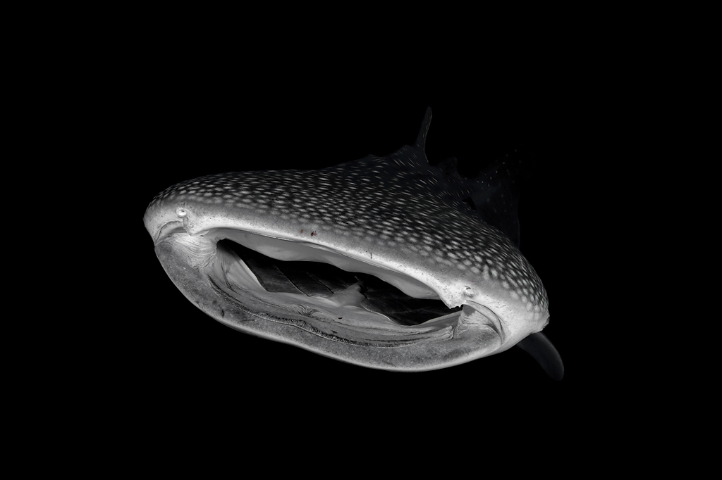 A black background on this Whale Shark (Rhincodon typus) is achieved when you are not shooting against the sun