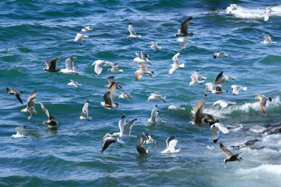 Seagulls in sea