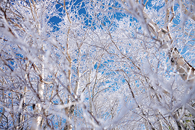 Frosted trees