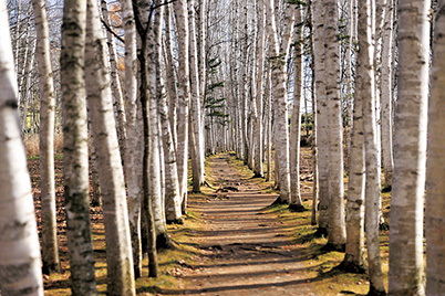 Path through the trees