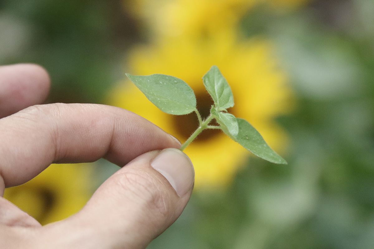 Garden photography with Canon EOS camera