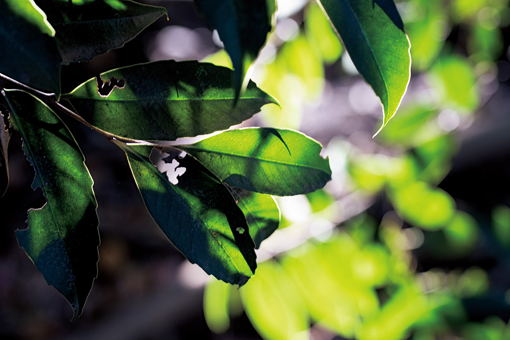 Closeup of leaves