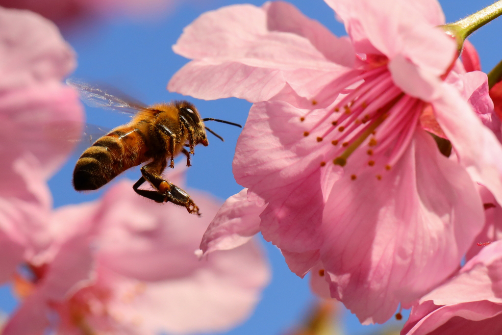 Bee with sakura