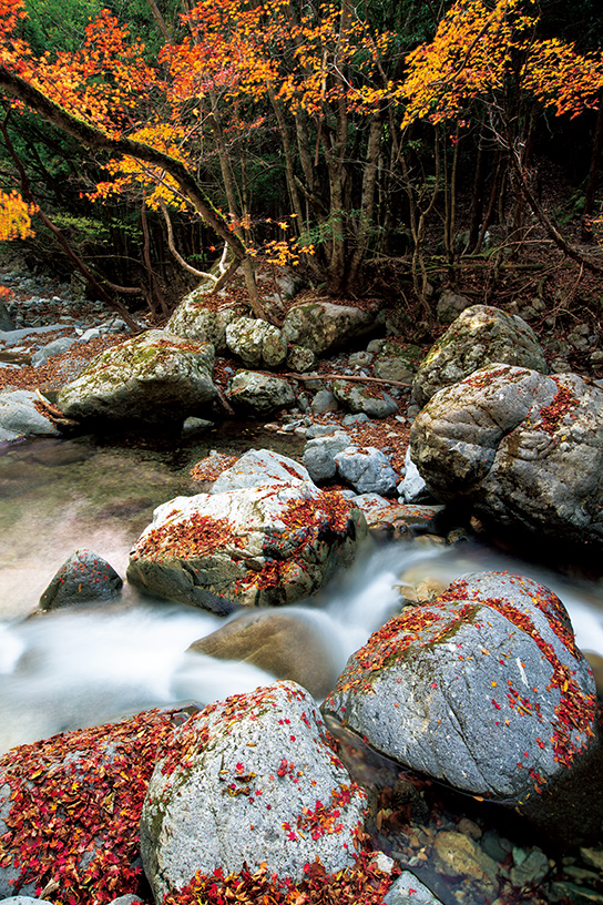 Batu karang di aliran sungai