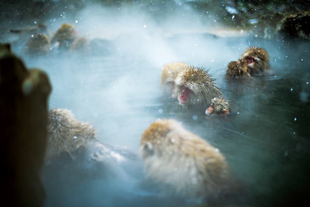 Monkeys in onsen