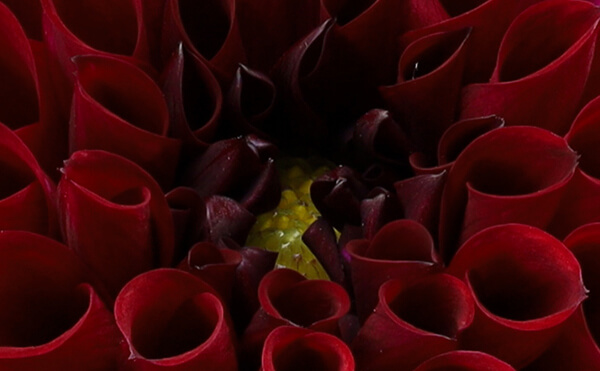 Close up of flower with focus stacking