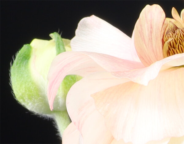 Close up of flower without focus stacking showing softness