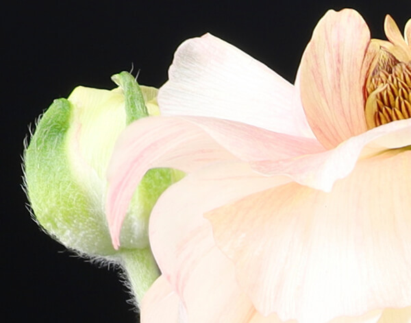 Close-up of flower with focus stacking with fine hairs looking sharp