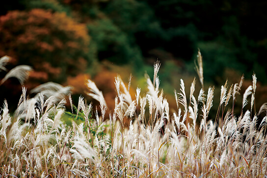 Close up of susuki grass with less movement