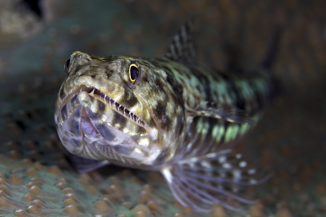 EOS R Tubbataha Reef