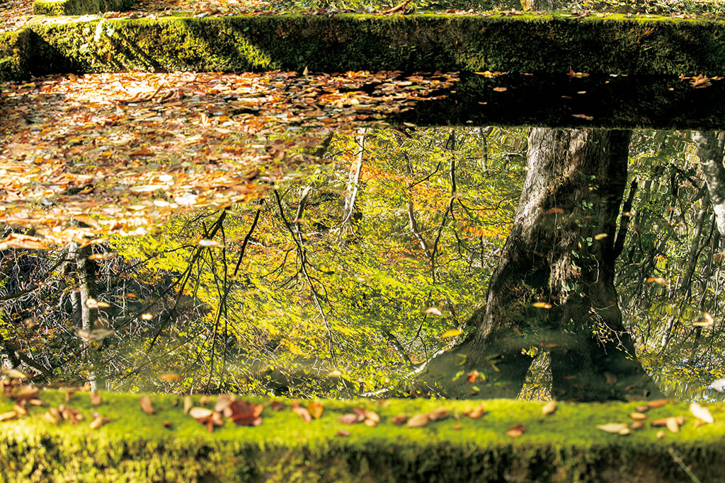 Reflection of autumn trees