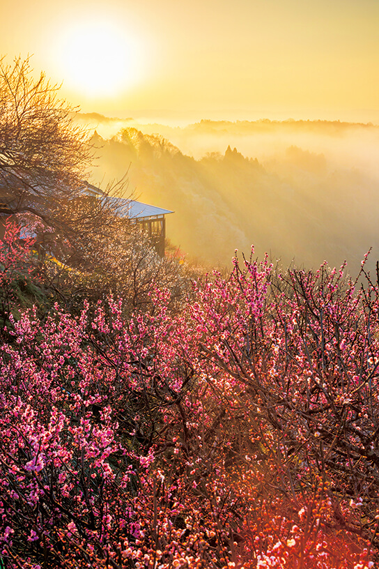 Plum blossom trees during golden hour