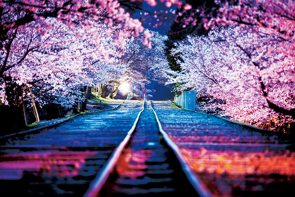 Sakura trees along railway track at night