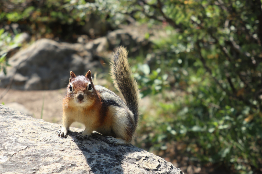 Squirrel (PowerShot G1 X Mark III)