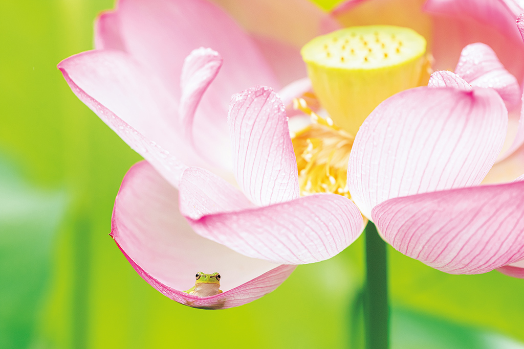 Frog in lotus flower