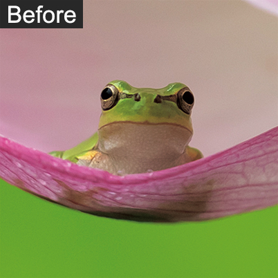 Frog in lotus flower, dark before editing