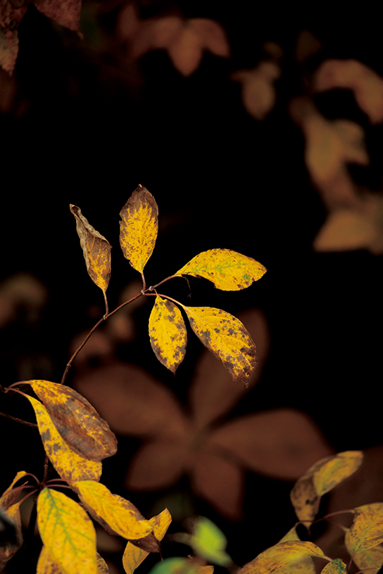 Telephoto close-up of leaves