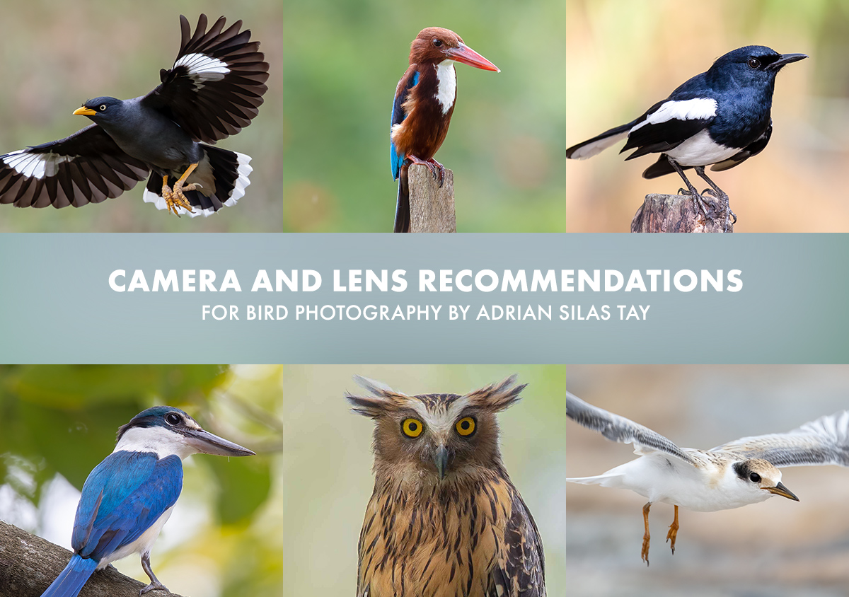 Camera and Lens for Bird Photography